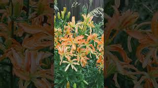 a look at all the tiger lilies blooming [upl. by Haramat4]