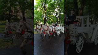 horse carriage krakow poland shortvideo [upl. by Asiat]