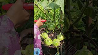 Brinjals harvesting నాటు వంకాయ brinjal mygarden gardening shortvideo ytshorts [upl. by Obbard]