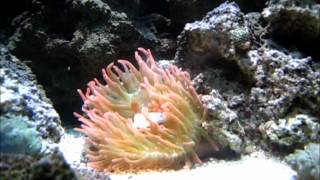 RBTA  Rose Bubble Tip Anemone Feeding On Silverside [upl. by Marsland]