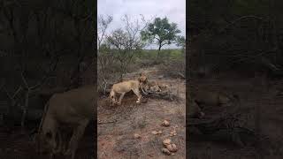 Makeppies pride feeding on a baby giraffe…😱🐾🌿lioncubs wildlife lion [upl. by Evey25]