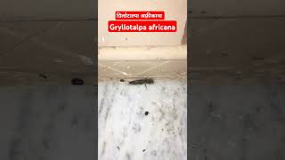 Gryllotalpa africanainsects natureeducation biodiversity discovery animals [upl. by Paco]