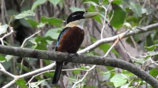 Rufous bellied kookaburra calling [upl. by Oletta118]