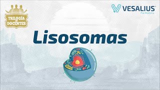 LISOSOMAS [upl. by Hniht]