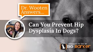 Can You Prevent Hip Dysplasia In Dogs  Dr Wooten Answers [upl. by Jephum948]