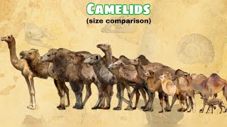 CAMELIDS  Size Comparison  All Species [upl. by Enetsuj]