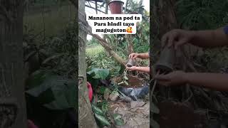 Mananom na pod ta🥰Planting upobottle gourd growfoodathome growownfood gardeningtips [upl. by Baptiste]