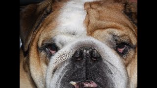 Everything you need to know about brachycephalic ocular syndrome [upl. by Aynat]