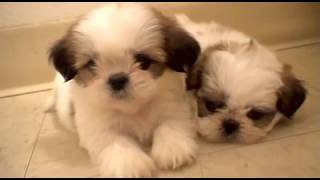 6 weeks old Shih Tzu Puppies [upl. by Mariquilla904]