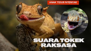 Suara Tokek Seram Gecko Pengantar Tidur Gecko Sound [upl. by Anala]