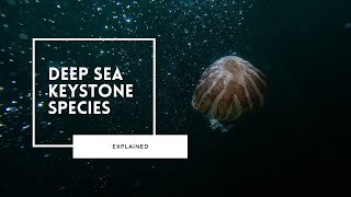 Keystone Species of the Deep Sea [upl. by Otit]