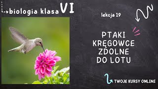 Biologia klasa 6 Lekcja 19  Ptaki  kręgowce zdolne do lotu [upl. by Julianne]