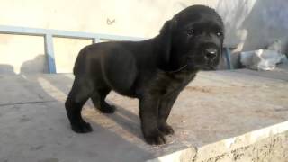 Show Quality Black Labrador Puppy Crying In The Morning [upl. by Ennayelsel]