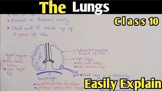 The Lungs Structure And Functions  Class 10 Biology [upl. by Aroled]