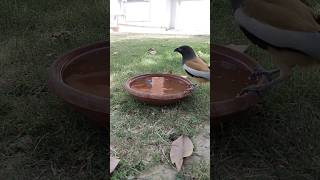 Rufous Treepie amp Indian Palm squirrel 🐿️ 😀 wildlife trending birdsounds shorts viralshorts [upl. by Goldshell]