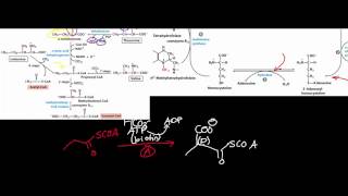 Biochemistry  Catabolism of Threonine amp Methionine to SuccinylSCoA [upl. by Irac]