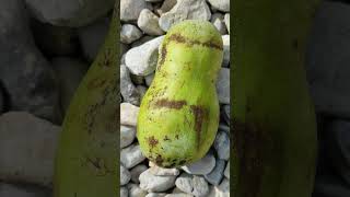 Indianer Bananen Papau Früchte Ernte Indianerbananen Asimina triloba Pawpaw [upl. by Ihpen]