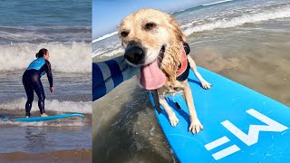 This Surfboard Makes Surfing EASY For ANYONE…Even Dogs  MF Softboards Surf School XL Review [upl. by Kenn827]