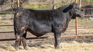 Ledgerwood  Lot 3104 [upl. by Body]