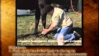 When amp How to Use IceOGel for Horse Leg Bowed Tendons Edema amp Ligament Damage [upl. by Nashom]