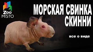 Морская Свинка Скинни  Все о виде грызуна  Вид грызуна  Морская Свинка Скинни [upl. by Seitz775]