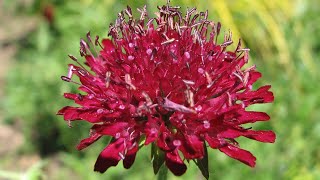 SCIENTIFIC NAME  Knautia Macedonica Flower [upl. by Lrig]