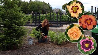 Planting 4 Varieties of Daylilies Tough Low Maintenance Perennials 🌺🌿🙌  Garden Answer [upl. by Angus]