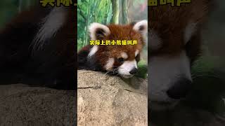 小熊猫到底怎么叫的 小熊猫的叫声 小熊猫🐼成长记 饲养员日常 萌宠出道计划 神奇动物在抖音 [upl. by Pedro764]