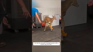 This family rescued a wandering deer with a broken leg and then animalshorts shortvideo [upl. by Coster972]