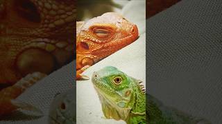 Reptiles reptilelovers iguanas Greeniguanas reptilelife LeiMu 雷姆 rediguanas DaiJi 大吉 [upl. by Pease]