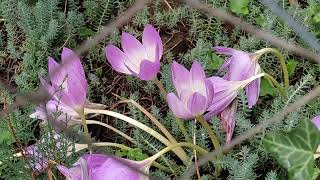 Colchicum Autumnale [upl. by Libbna]