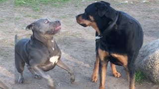 A Dogs Hilarious Reaction to a Serious Rottweiler [upl. by Aan]