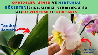 Orkide de SinekBöcektripsunlu bitHastalıklardan bununla kurtul Orkide bakımınem yağıOrchids [upl. by Ahsinned]