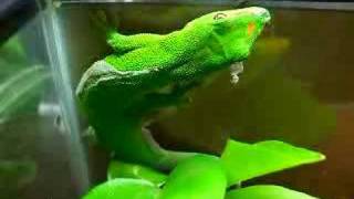 Giant Day Gecko [upl. by Markowitz]