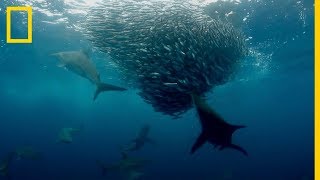 Los mejores DEPREDADORES del Océano se dan un FESTÍN de SARDINAS  National Geographic en Español [upl. by Hovey]