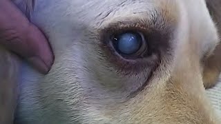 Cateract Surgery in Dog by Phacoemulsification [upl. by Idnem627]