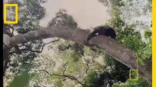 Chimps Hunting in Trees  National Geographic [upl. by Yewed]