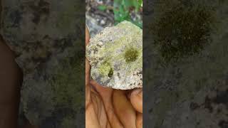 1 GREEN FAN NEEDLE EPIDOTE CRYSTALS IN PERIDOTITE HOST ROCK FROM JAMAICA 🇯🇲 [upl. by Ayekahs534]