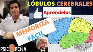 COMPRENDE Y MEMORIZA los LÓBULOS CEREBRALES Y SUS FUNCIONES FÁCIL Y RÁPIDO explicación concreta [upl. by Caniff]