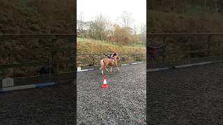 Vaulting with Arnie ponies mountedgames equine [upl. by Hselin]