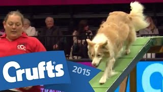 Agility  Crufts Team  Large Final  Crufts 2015 [upl. by Ralleigh]