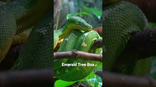 Emerald Tree Boa snakes [upl. by Alleunam]