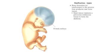Bone formation  Ossification [upl. by Pevzner]