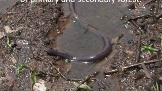 Caecilian  The Virtual Rainforest [upl. by Frederiksen]