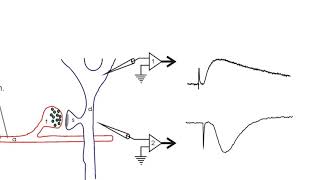 Electrophysiologist  Wikipedia audio article [upl. by Atirehgram]