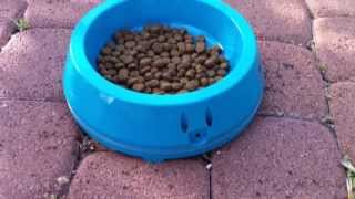 How to prevent from ants getting in dogs food bowl [upl. by Ennoitna778]