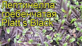 Лептинелла гребенчатая Платтс Блэк Краткий обзор описание leptinella pectinata Platt’s Black [upl. by Llorrad774]