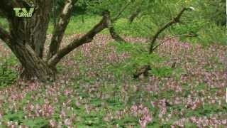 Rotsooievaarsbek  Geranium macrorrhizum  bigroot geranium  rock cranesbil [upl. by Leksehc467]