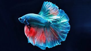 10 Secret Facts About Betta Fish [upl. by Annayram]