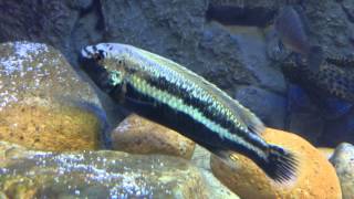 Male melanochromis auratus [upl. by Jerol638]